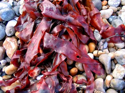Seaweed Porphyra Plants